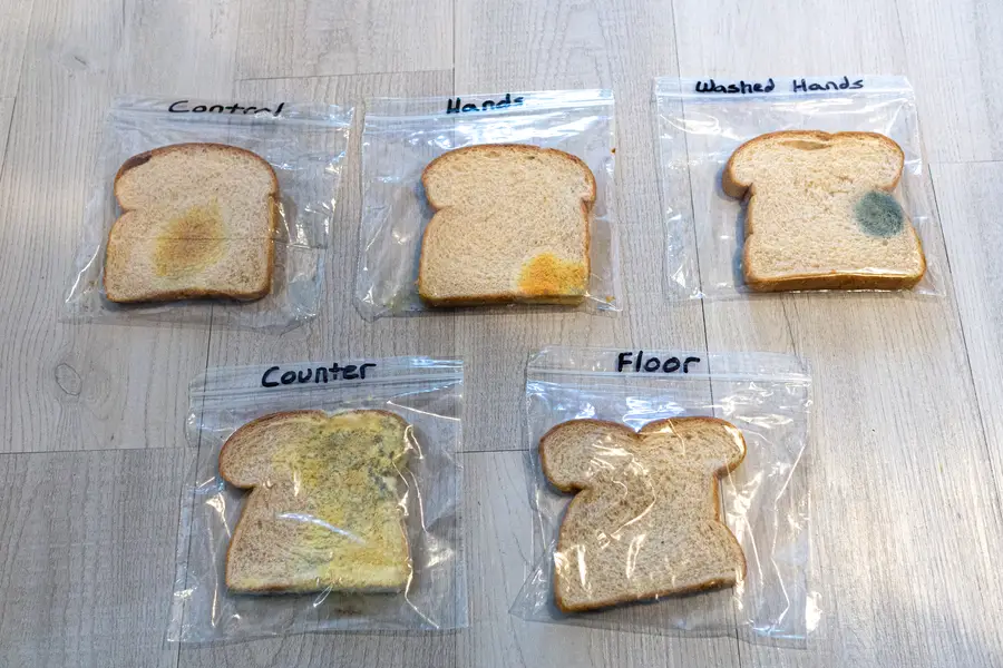 science experiment about bread