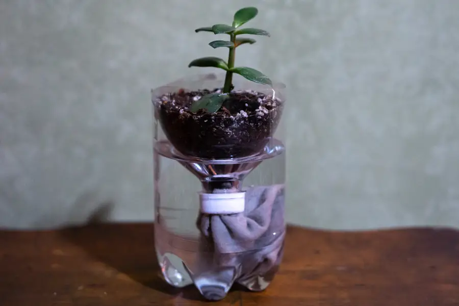 Plastic Bottle STEM Project Self Watering Plants