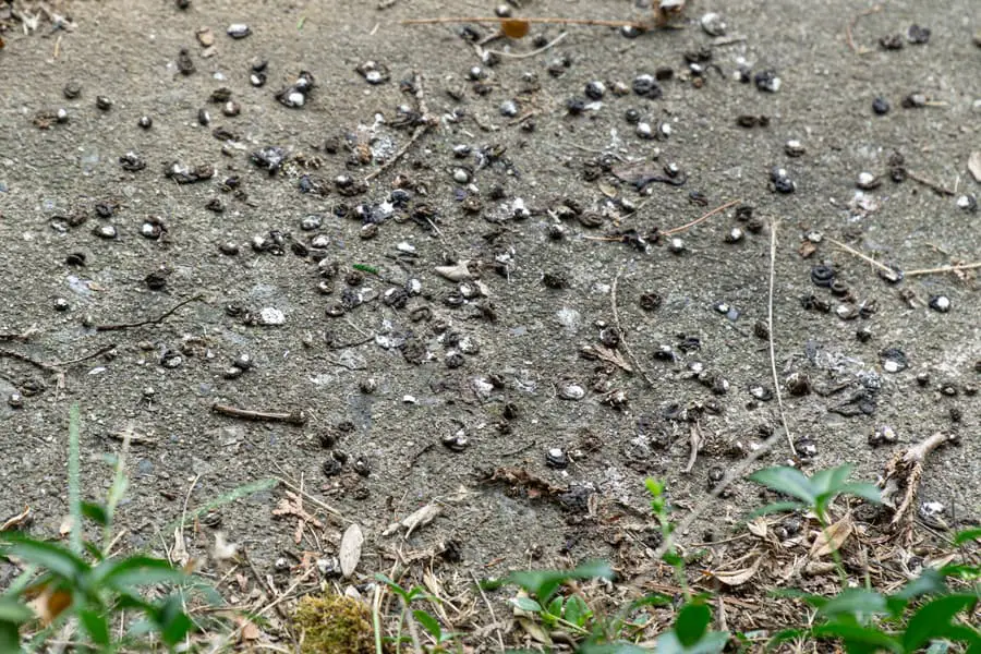 Dove Droppings on the Sidewalk - Evidence of Birds Nearby