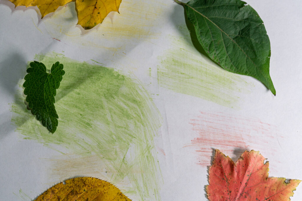 Chlorophyll Painting Activity