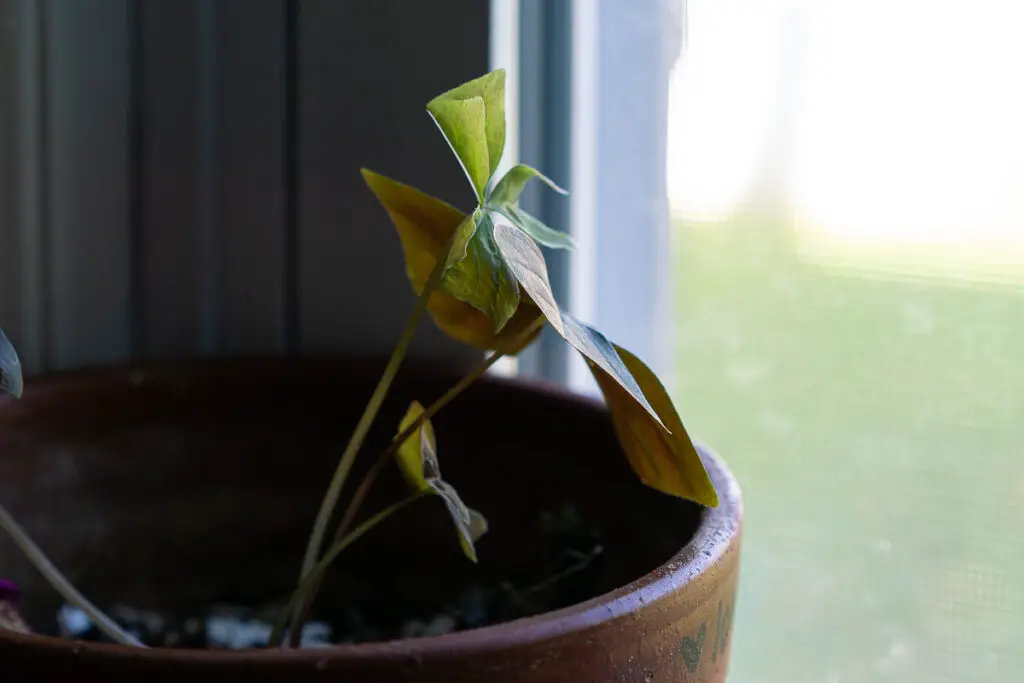 Plants turning toward the light