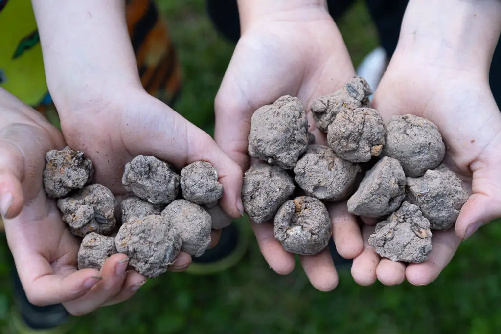 Seed Bombs Plant Activity