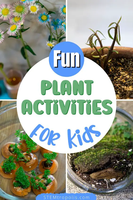 STEAM & STEM Activities for Photosynthesis - STEMtropolis