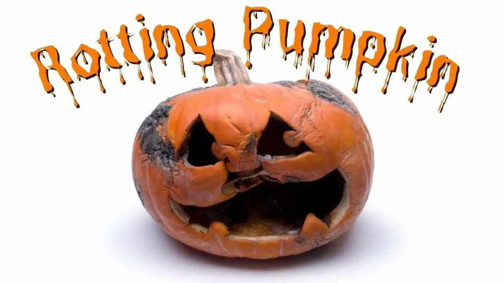 Rotting Pumpkin Science Activity