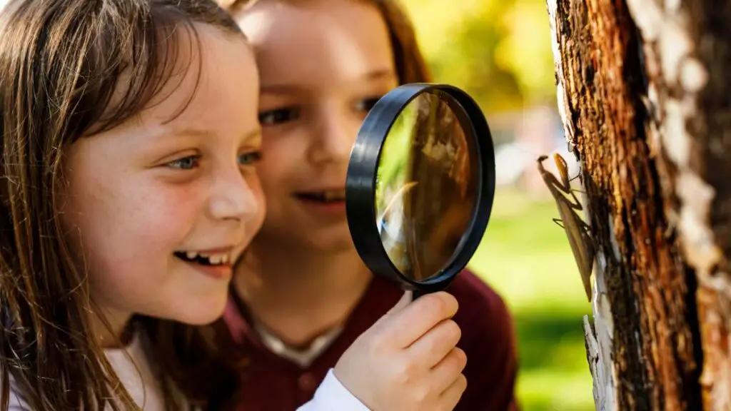 Insect Observation