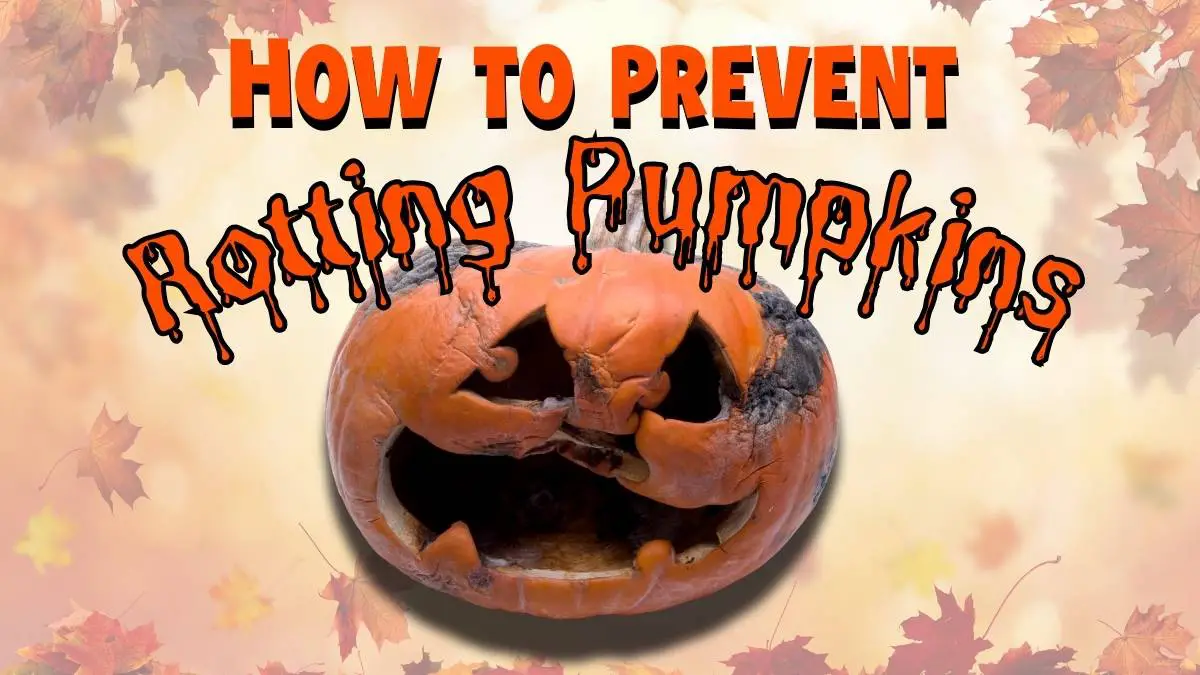 Keep Pumpkins from Rotting