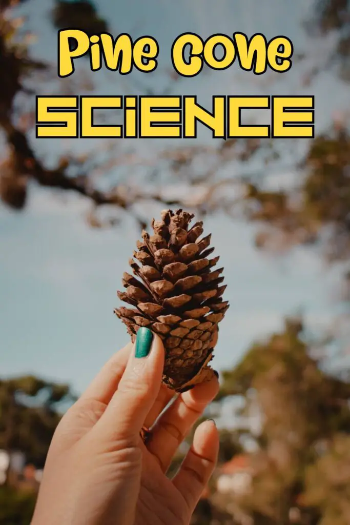 Pine Cone Science