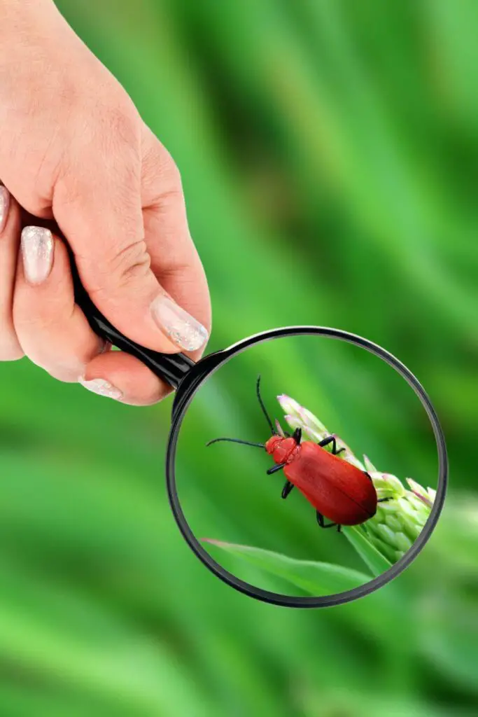 insect investigation